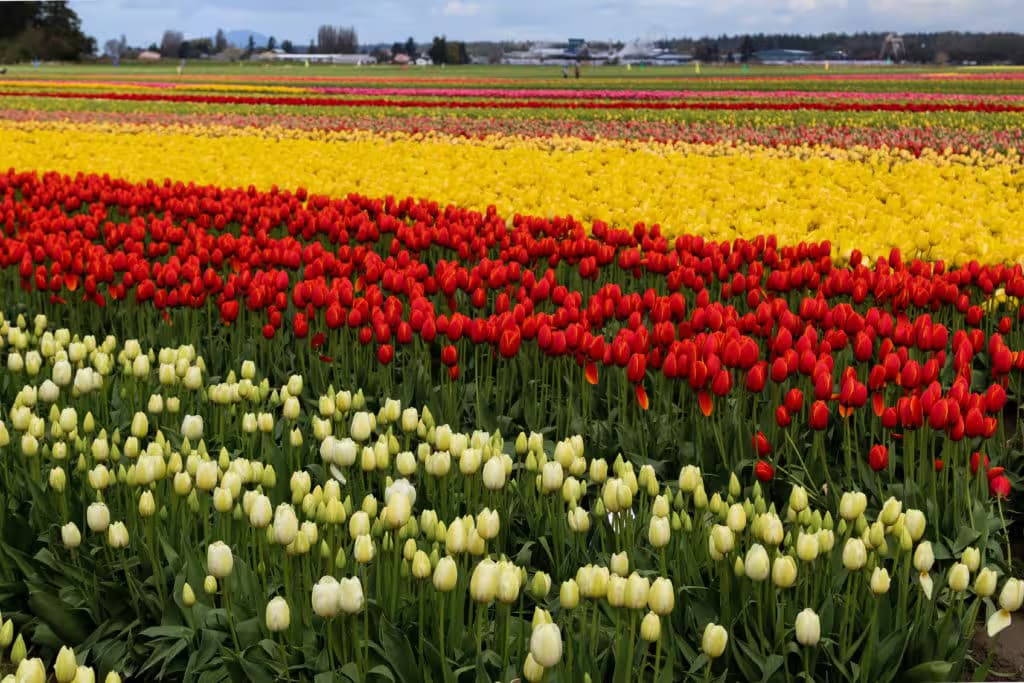 Tulip fields in Skagit County