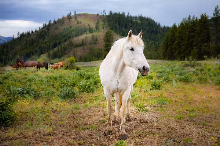 A white horse near Winthrop, WA