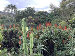 Capetown Kirstenbosh National Botanical Gardens 2