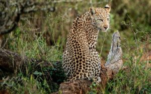 South African leopard